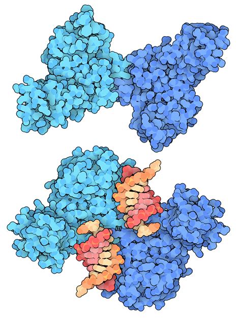 PDB-101: Learn: Structural Biology Highlights: Mre11 Nuclease