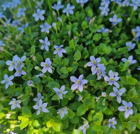 Pratia 'Blue Star Creeper' - Hello Hello Plants