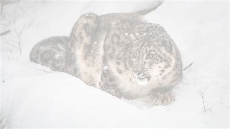 Vincent Munier Sylvain Tesson L Aff T De La Panth Re Des Neiges