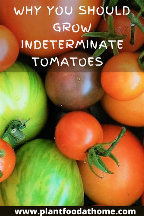 Determinate And Indeterminate Tomatoes What Are They Tomato