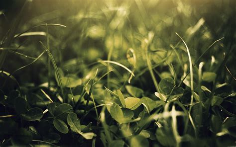 Wallpaper Sunlight Nature Plants Field Branch Green Morning