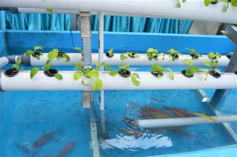 An Aquaponics System Is A Win Win For Your Wallet And Environment