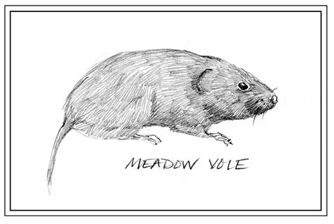 Adirondack Wildlife: Meadow Voles - - The Adirondack Almanack