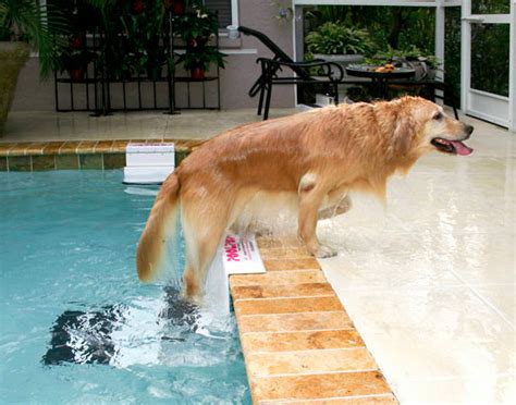 PoolPup Pool Steps for Dogs | Dog Accessories at GlamourMutt