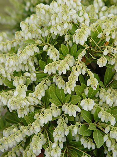 Pieris Jap Cavatine Cavatine Dwarf Andromeda Evergreen 2 Size