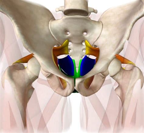 M Sculos De La Pelvis Curso De Anatom A Humana Paradigmia