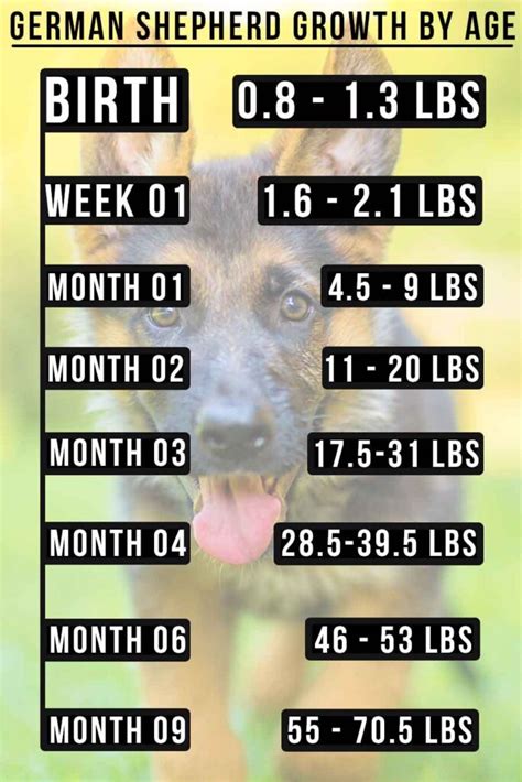 Female German Shepherd Growth Chart Pe