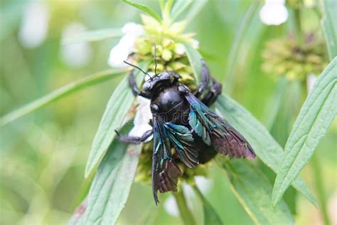 Black carpenter bee stock photo. Image of background - 171459904