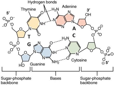 What Are the 4 Bases of Dna