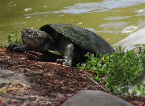 Registran Especies Nuevas En La Laguna De Yuriria Algunas Se