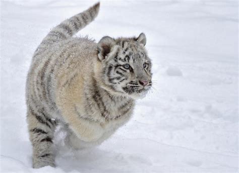 Tiger Running In The Snow *** HD desktop wallpaper : Widescreen : High ...