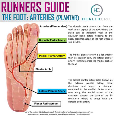 Arteries Of The Leg And Foot: Anatomy, Pathologies Kenhub, 48% OFF