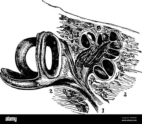 This Illustration Represents Auditory Nerve Vintage Line Drawing Or Engraving Illustration Stock