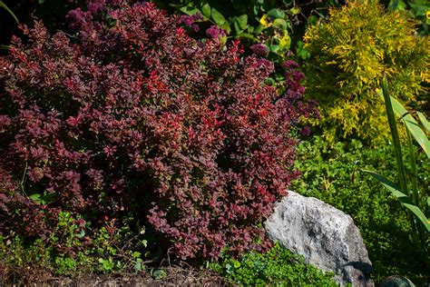 Crimson Pygmy Barberry High Tech Landscapes