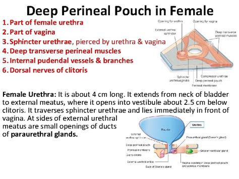 Urogenital Triangle External Genitalia Pelvis Perineum Unit Lecture