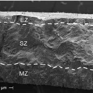 (PDF) Moa's Ark: Miocene Fossils Reveal the Great Antiquity of Moa (Aves: Dinornithiformes) in ...