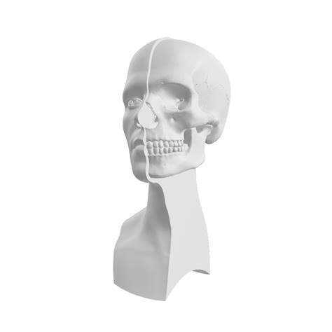 Realisticskinskull