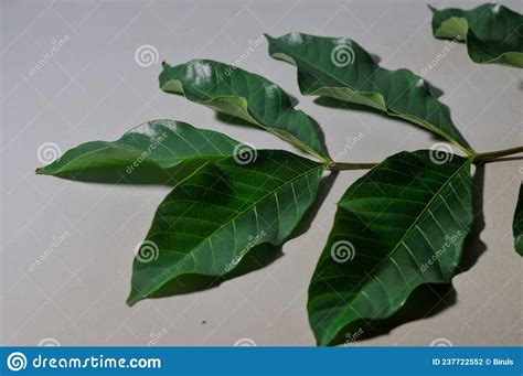 The Green Leaves on White Background Stock Vector - Illustration of ...