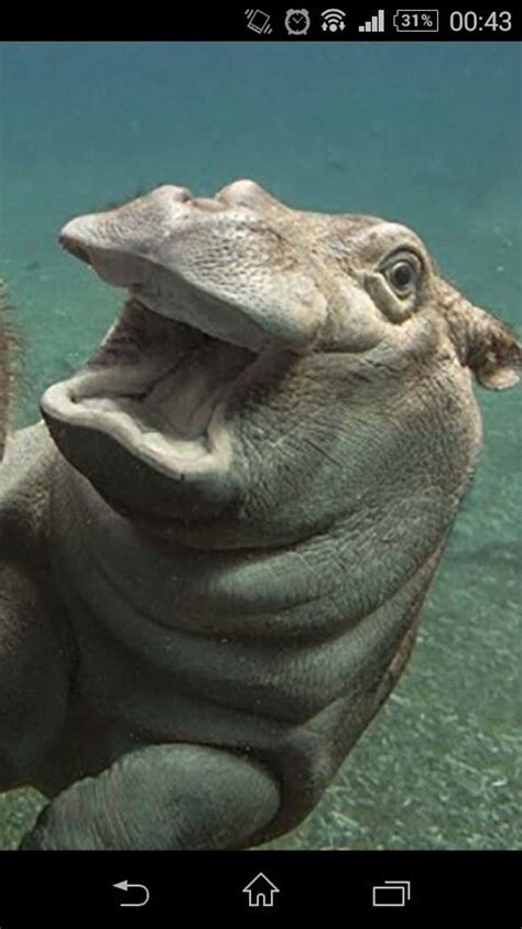 Funny Hippo With Mouth Open