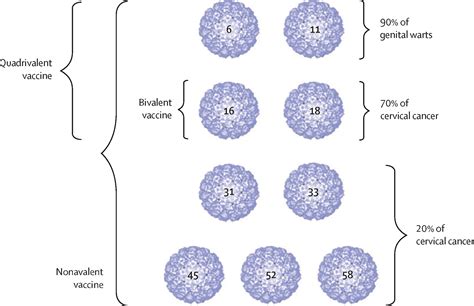 Next Generation Prophylactic Human Papillomavirus Vaccines The Lancet