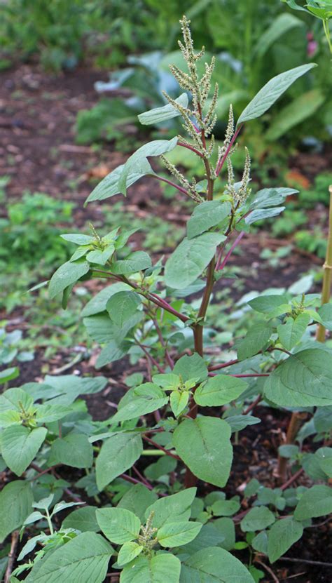 Amaranth Identification And Uses A Plant Profile The Survival Gardener