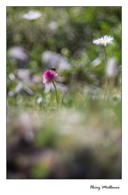 Nigritella lithopolitanica Steineralpen Kohlröschen Petzen Flickr