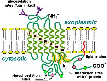 2. Structure of G protein coupled receptor. | Download Scientific Diagram