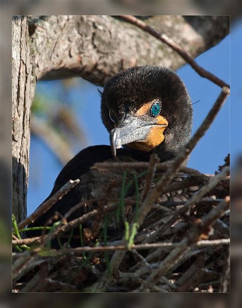 Nesting Cormorant Photograph by Dawn Currie