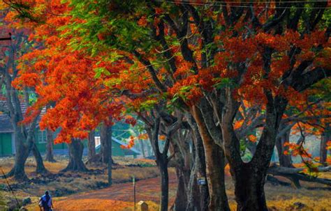 गुलमोहर पेड़ के फायदे और नुकसान Gulmohar Tree Benefits And Side