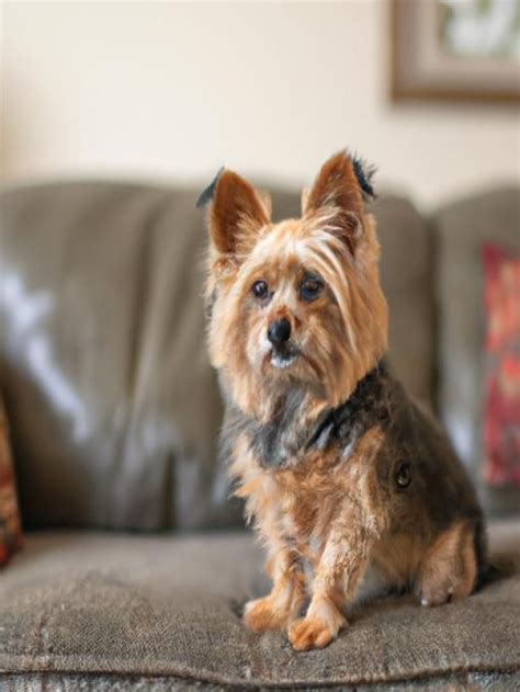 Yorkie Pomeranian Mix Everything You Need To Know Critter Kingdom