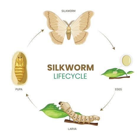 The Silkworm Lifecycle From Egg to Silk-Producing Cocoon 47133048 ...