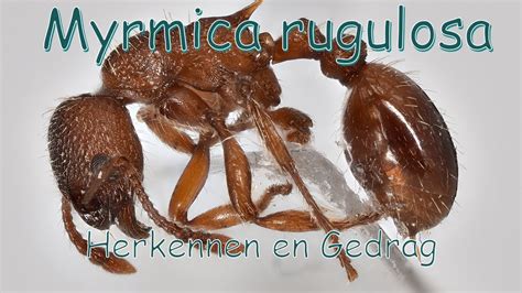 Myrmica Rugulosa Herkennen En Gedrag Identificeren Youtube