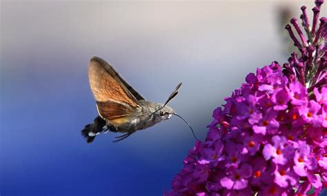 Humming Bird Hawk Moth