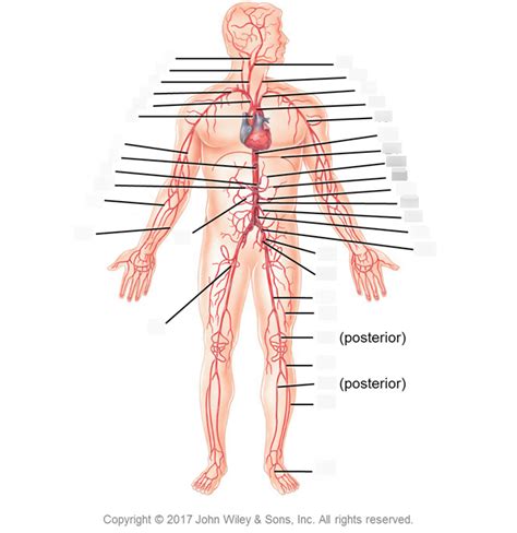 Figure 3015 Major Arteries Diagram Quizlet