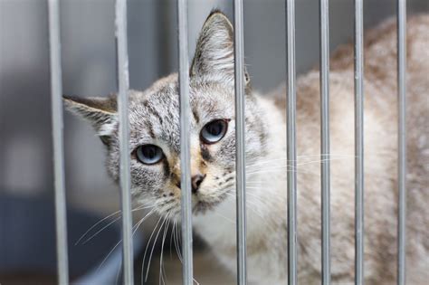 Adopter Un Chat Dans Un Refuge Ce Quil Faut Savoir Doctissimo