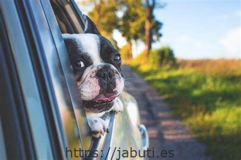 Las Mejores Jaulas Para Perros En Coche