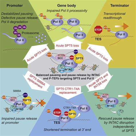 Spt Stabilizes Rna Polymerase Ii Orchestrates Transcription Cycles