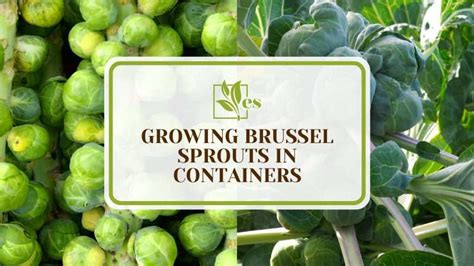 Growing Brussel Sprouts in Containers – 7 Crucial Steps - Evergreen Seeds