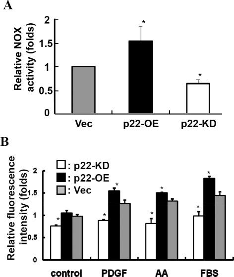 The Effect Of P Phox Expression Levels On Nadph Oxidase Activity In