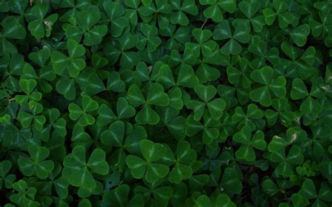 Irish Shamrock Wallpapers Wallpaper Cave