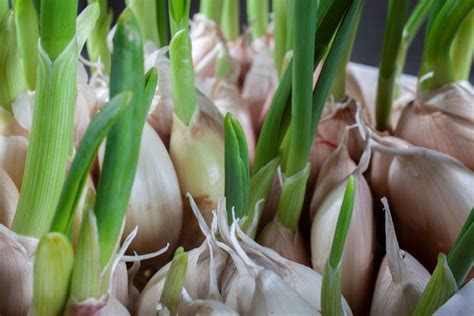 How To Grow Garlic Indoors The Plant Guide