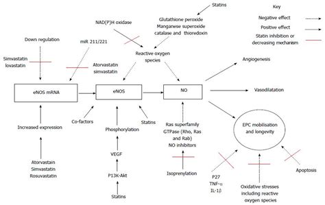 Endothelial Progenitor Cells Exploring The Pleiotropic Effects Of Statins