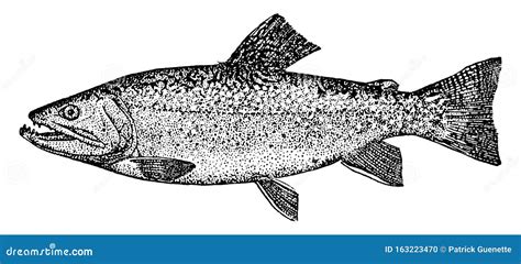 Brook Trout Or Salvelinus Fontinalis Freshwater Fish Cartoon Drawing