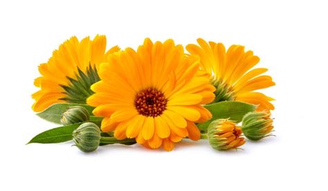 Calendula Flower: Facts, Benefits, Grow and Care, Uses