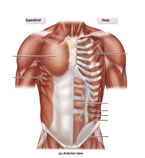 Anatomy Exam 3 Muscles Of The Abdominal Wall Diagram Quizlet