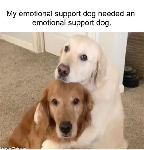 Emotional Support Dog | Funnydogworld.com