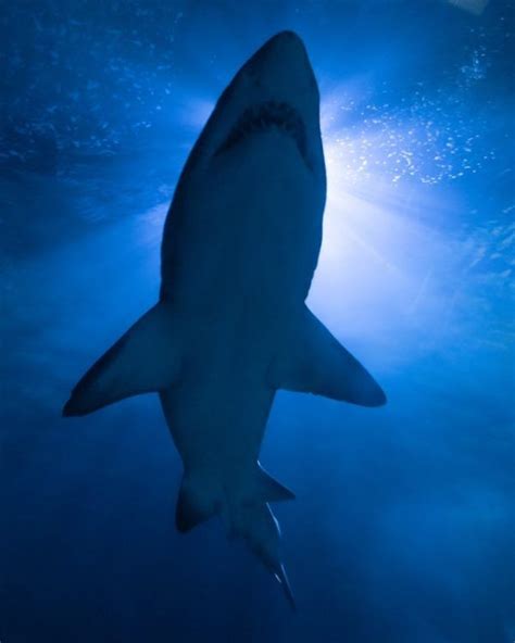 Características Del Tiburón Blanco Fotos Hábitat Alimentación Y