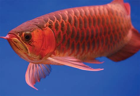 Super Red Arowana Si Ikan Naga Termahal Di Dunia Nakama Aquatics