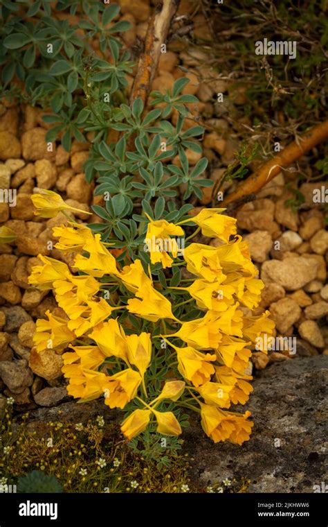 Prolific Ground Cover Tropaeolum Polyphyllum Yellow Larks Heels