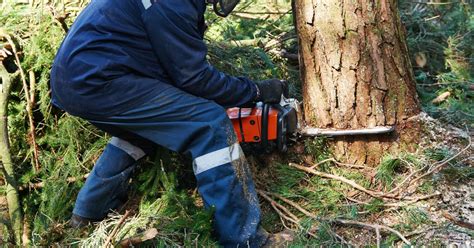 Wycinka Niebezpiecznego Drzewa Decyzja W Jta O Wyci Ciu Drzewa